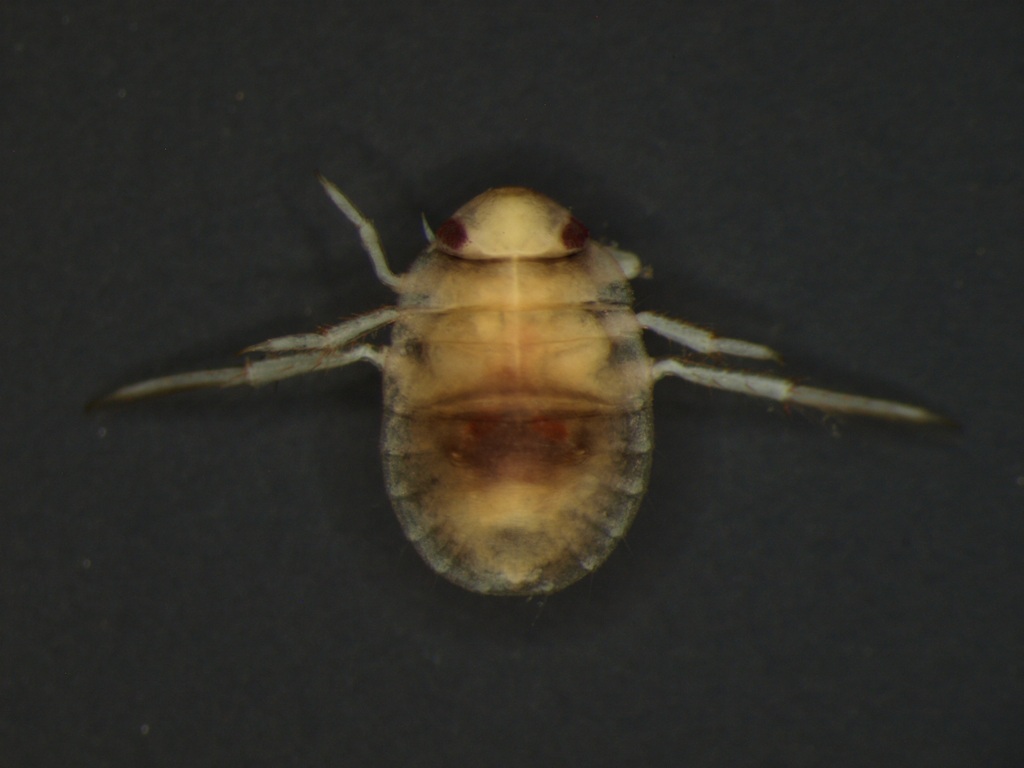 Aphelocheirus aestivalis